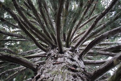 Low angle view of tree in forest