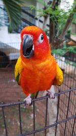 Close-up of parrot