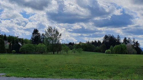 Trees on field against sky