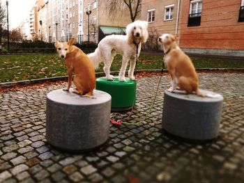 View of dog