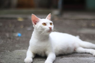 Portrait of white cat