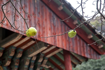 Low angle view of fruits on tree against sky