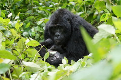 Mountain gorilla mum with baby