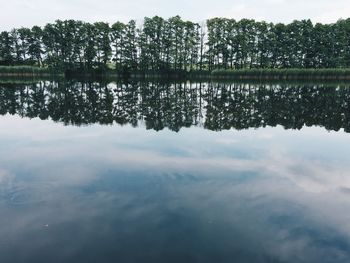 Reflection of trees in calm lake