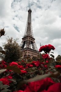 Low angle view of flowering plant against cloudy sky