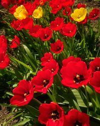 Close-up of red flowers blooming outdoors