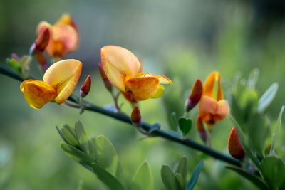 Close-up of flowering plant