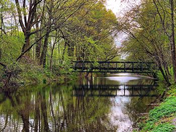 Scenic view of lake in forest