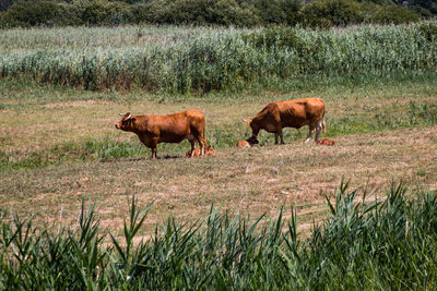 Horses grazing in a field