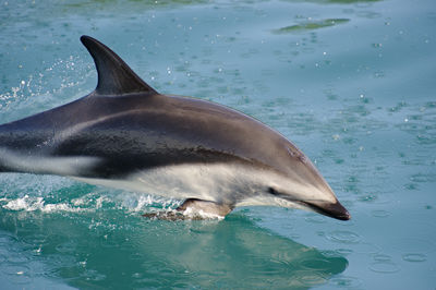 High angle view of dusky dolphin jumping in sea