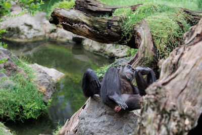 Splendid exemplar of monkey in a naturalistic environment.