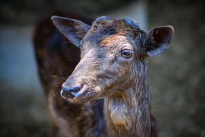 Close-up of a horse looking away