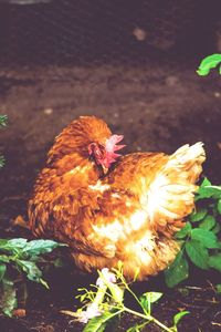 Close-up of rooster on plant