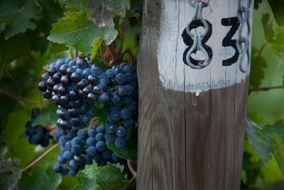 Close-up of grapes hanging in vineyard