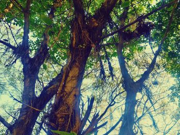 Low angle view of trees in forest