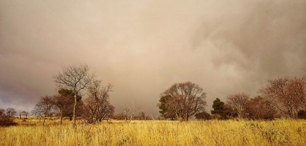 Scenic view of field against sky