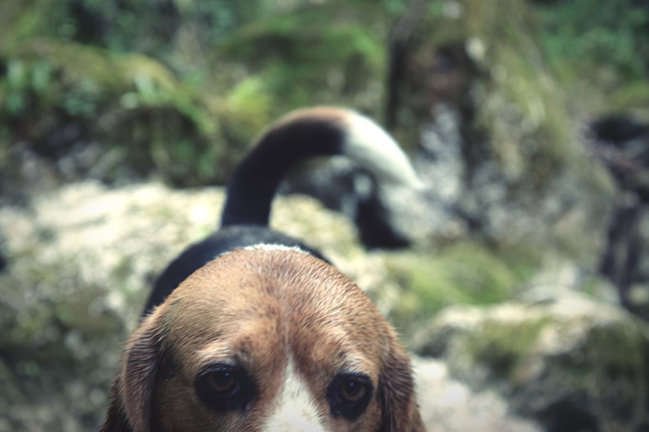 animal themes, one animal, focus on foreground, mammal, close-up, animal head, wildlife, animals in the wild, portrait, looking at camera, animal body part, pets, selective focus, nature, dog, outdoors, day, domestic animals, no people, rock - object