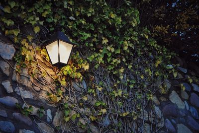 Low angle view of illuminated lamp on wall