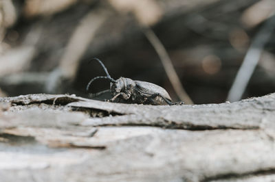 Close-up of insect on rock