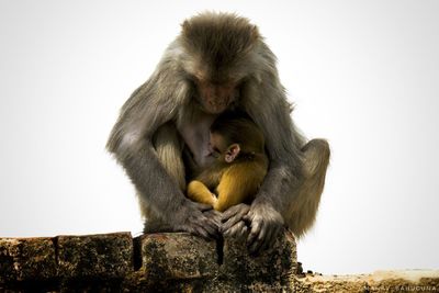Monkey with baby sitting on wall against sky