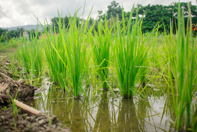 Close-up of grass growing in farm