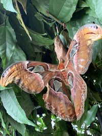 High angle view of butterfly on leaves