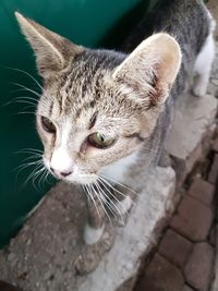 Close-up portrait of cat