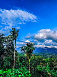 Plants growing on landscape against blue sky