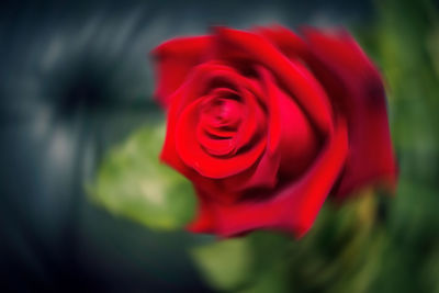 Close-up of red rose
