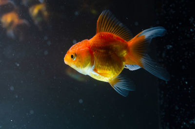 Close-up of fish swimming in sea