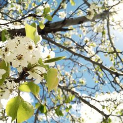 Low angle view of flowers on tree