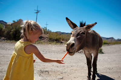 Girl feeding carrot to donkey while standing on dirt road against clear sky during sunny day