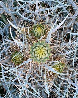 High angle view of succulent plant on field