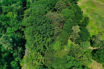 High angle view of trees growing in forest