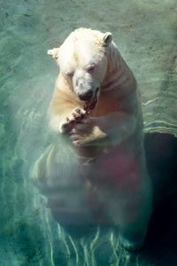 High angle view of dog playing in water