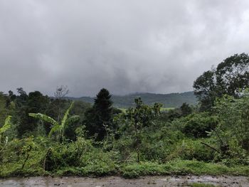 Trees and plants on land against sky