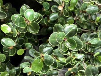 Tropical green leaves texture background