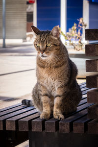 Cat sitting on bench