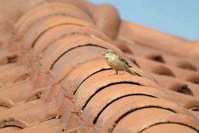 Close-up of an insect on roof