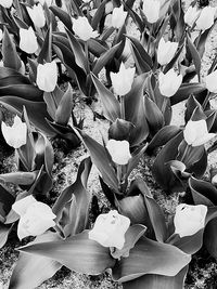 Close-up of flowers blooming outdoors