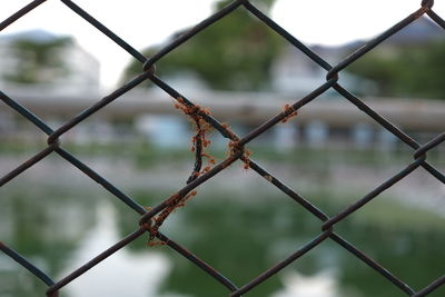 Close-up of chainlink fence