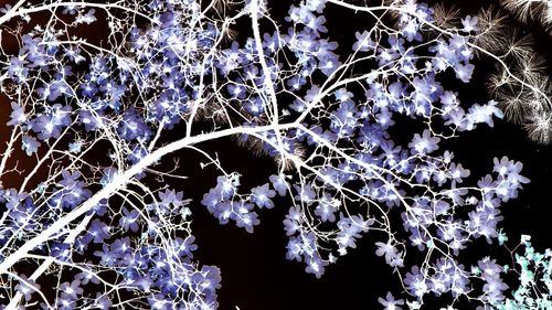 Close-up of frozen flowers at night