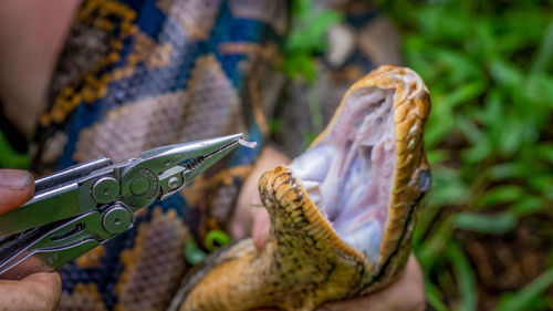 A big and ferocious python catches snakes by hand, beautiful striped boa in a fertile forest.