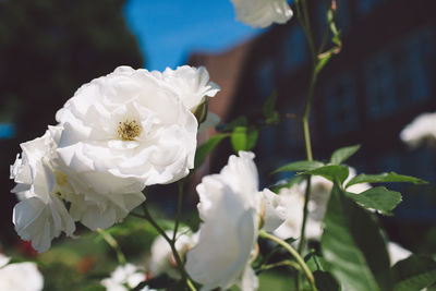 Close-up of white roses blooming outdoors