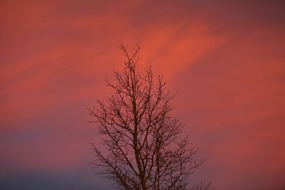 Low angle view of silhouette tree against orange sky