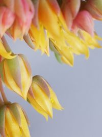 Close-up of yellow flowering plant