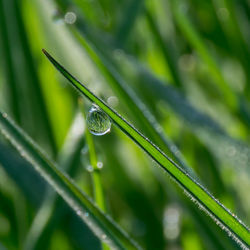 Close-up of water drops on blade of plant