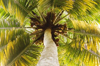 Low angle view of palm tree against sky