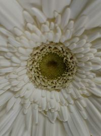 Close-up of white flower