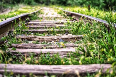 Surface level of railroad tracks on field